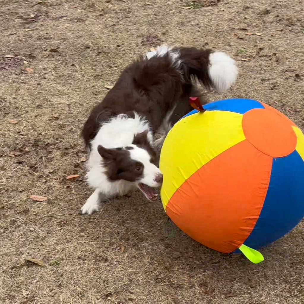 Chewie Viral Giant Ball