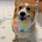 Chewie Viral Soccer Ball