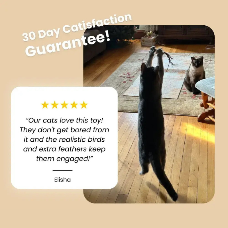 Interactive Cat Toy Set