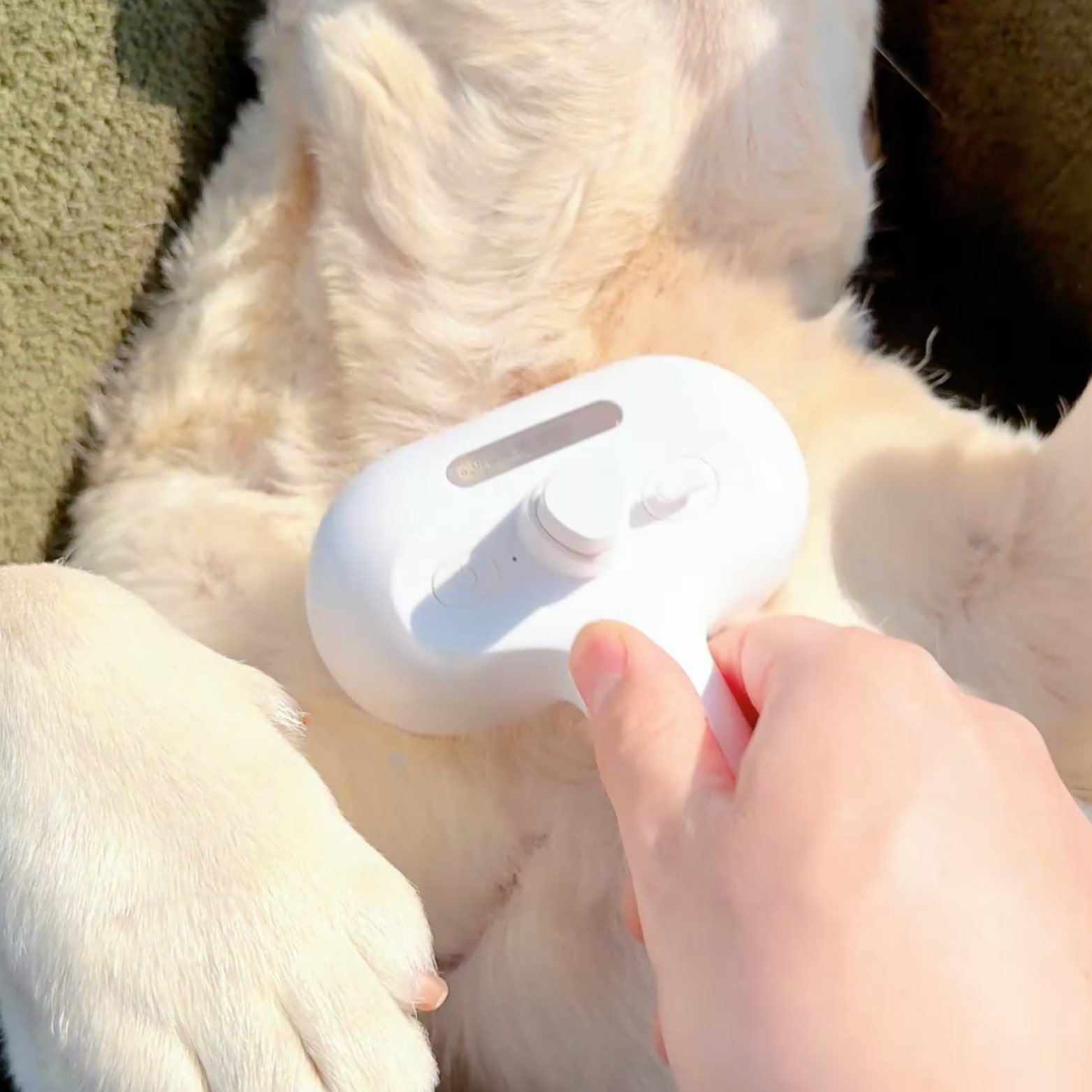 Chewie Viral Steam Brush