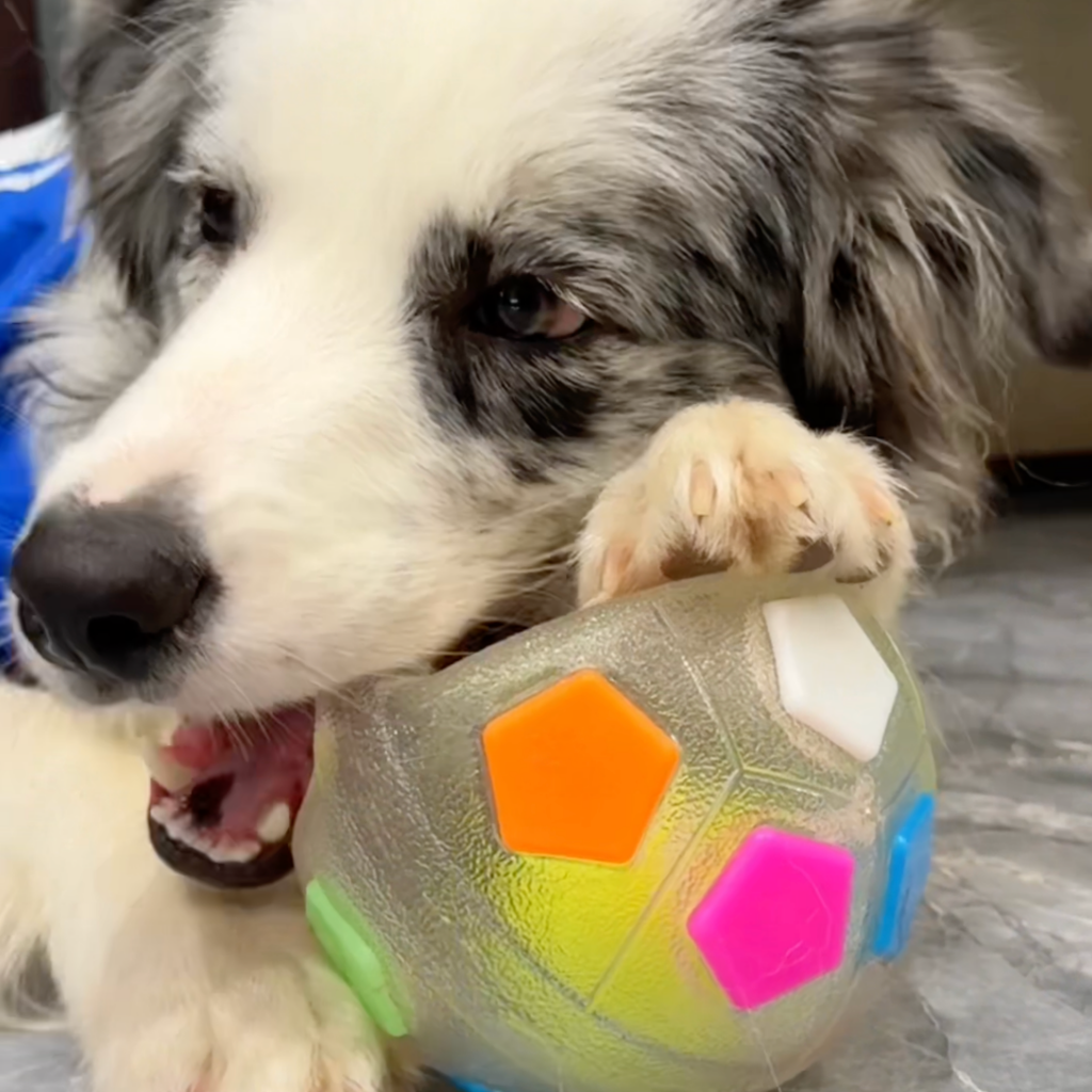 Chewie Viral Soccer Ball