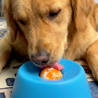 Chewie Viral Licking Bowl