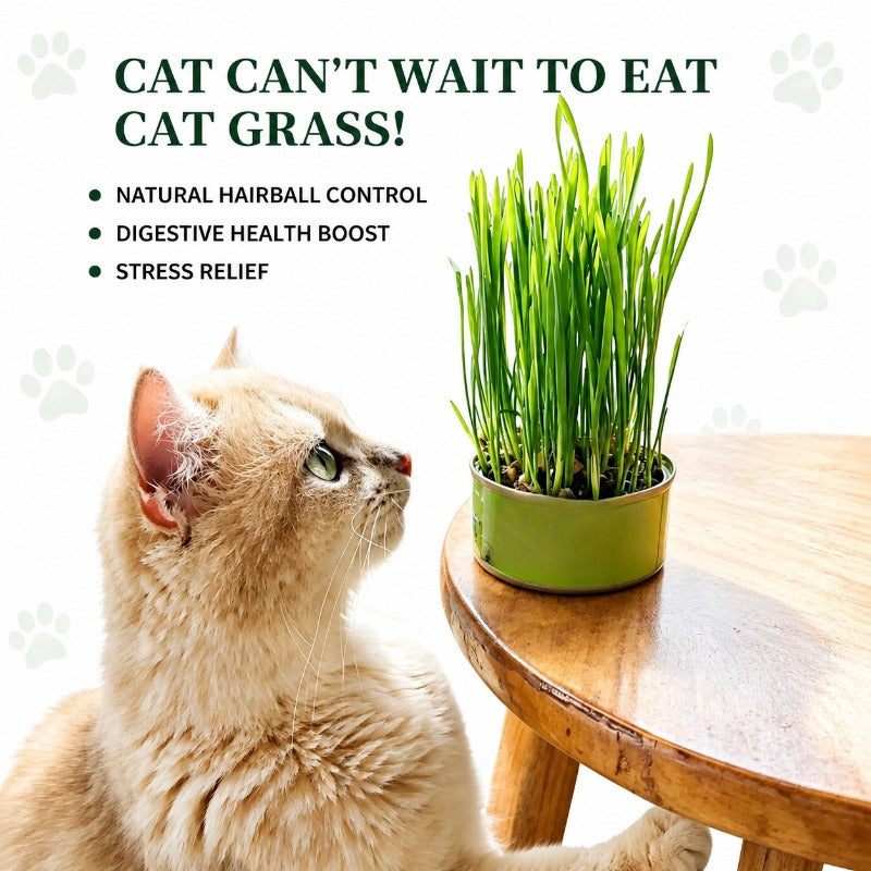 Effortless Indoor Cat Greens