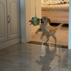 Chewie Viral Hanging Ball