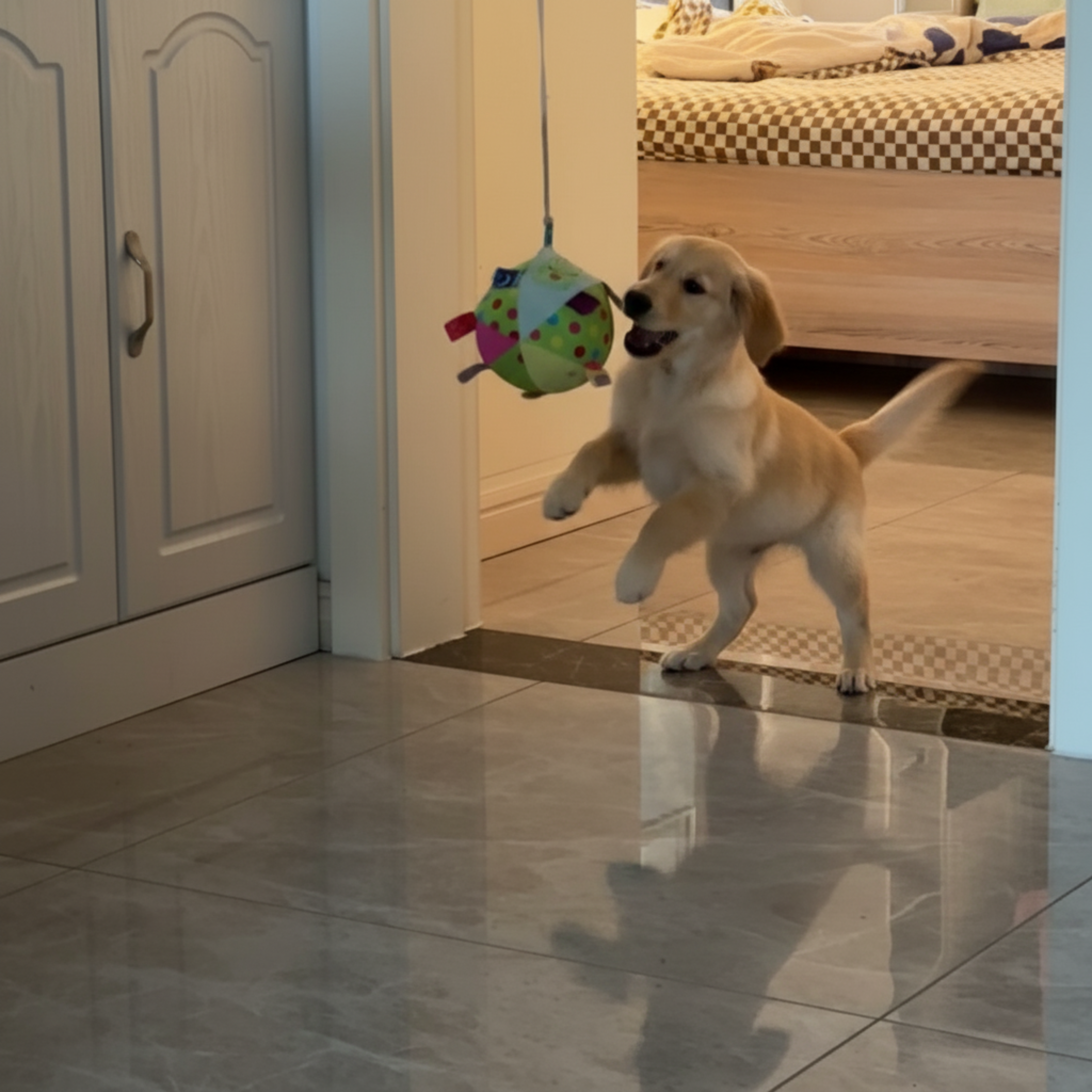 Chewie Viral Hanging Ball
