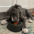 Chewie Viral Licking Bowl