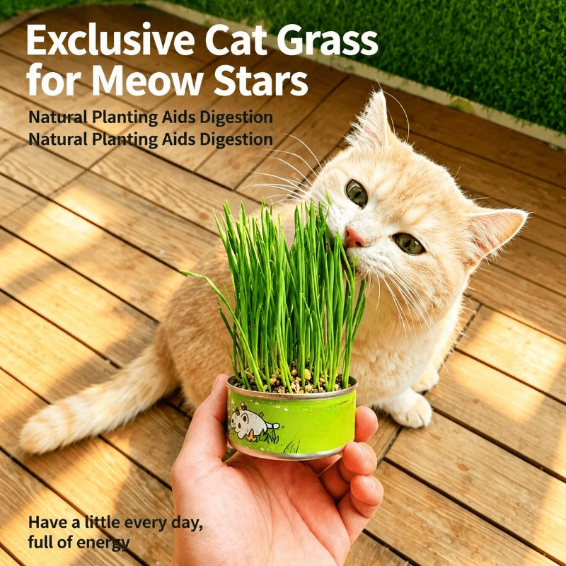 Effortless Indoor Cat Greens