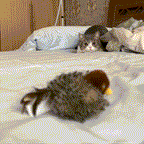 YoPoll Interactive Chirping Bird Cat Toy